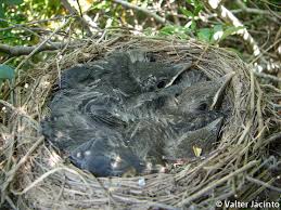 Attēlu rezultāti vaicājumam “Turdus merula nest”