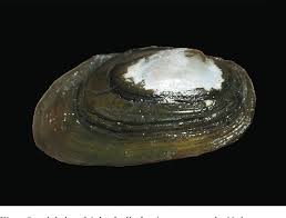 Attēlu rezultāti vaicājumam “Unio crassus”