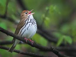 Image result for Seiurus aurocapilla