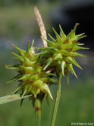 Attēlu rezultāti vaicājumam “Carex viridula flower”