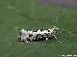 Attēlu rezultāti vaicājumam “Ypsolophidae”