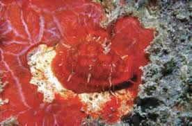 Attēlu rezultāti vaicājumam “Cribraria sp.”