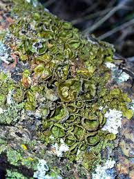 Attēlu rezultāti vaicājumam “Melanohalea exasperata”