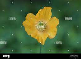Image result for Meconopsis cambrica