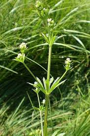 Attēlu rezultāti vaicājumam “Galium rivale”