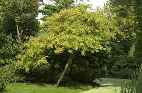 Attēlu rezultāti vaicājumam “Fraxinus excelsior Pendula female flower”