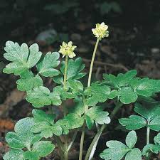 Attēlu rezultāti vaicājumam “Adoxa moschatellina”