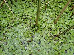 Attēlu rezultāti vaicājumam “Hydrocharis morsus-ranae fruit”