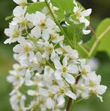 Attēlu rezultāti vaicājumam “Padus avium flower”