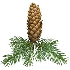 Attēlu rezultāti vaicājumam “Abies sibirica”