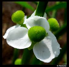 Attēlu rezultāti vaicājumam “Sagittaria sagittifolia flower”
