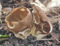 Attēlu rezultāti vaicājumam “Helvella acetabulum”