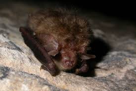 Attēlu rezultāti vaicājumam “Plecotus auritus”