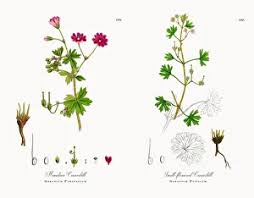 Attēlu rezultāti vaicājumam “Geranium pyrenaicum”