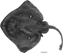 Image result for Bathyraja brachyurops