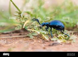 Attēlu rezultāti vaicājumam “Meloe sp. imago”