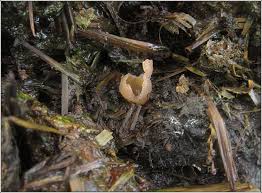 Attēlu rezultāti vaicājumam “Peziza vesiculosa”