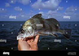 Image result for Pogonias cromis