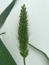 Attēlu rezultāti vaicājumam “Setaria viridis”