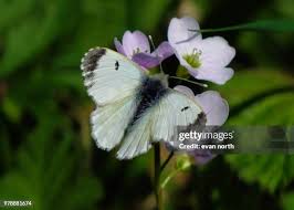 Attēlu rezultāti vaicājumam “Anthocharis cardamines”
