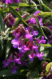 Attēlu rezultāti vaicājumam “Lathyrus vernus bud”