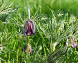 Attēlu rezultāti vaicājumam “Pulsatilla pratensis bud”