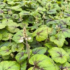 Attēlu rezultāti vaicājumam “Bayeriola thymicola”