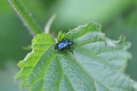 Attēlu rezultāti vaicājumam “Zicrona caerulea”