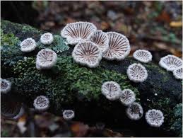 Attēlu rezultāti vaicājumam “Schizophyllum commune”