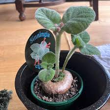 Image result for Sinningia