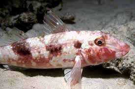 Image result for Pseudupeneus maculatus