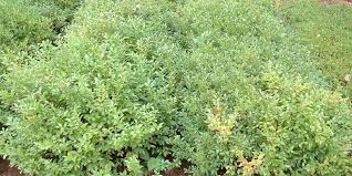 Attēlu rezultāti vaicājumam “Vaccinium angustifolium”