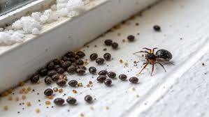 Image result for insect poop