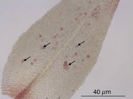 Attēlu rezultāti vaicājumam “Orthotrichum speciosum sporophyte”