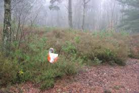 Image result for Guildford Orienteers