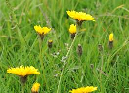 Attēlu rezultāti vaicājumam “Leontodon autumnalis”