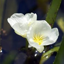 Attēlu rezultāti vaicājumam “Stratiotes aloides flower”