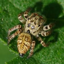 Attēlu rezultāti vaicājumam “Xanthogramma sp.”