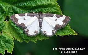 Attēlu rezultāti vaicājumam “Lomaspilis marginata”