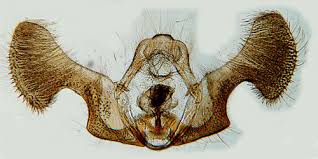 Attēlu rezultāti vaicājumam “Eucosma aspidiscana”