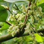 Attēlu rezultāti vaicājumam “Reynoutria sachalinensis fruit”
