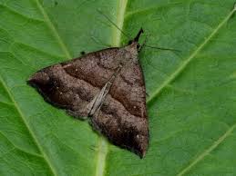 Attēlu rezultāti vaicājumam “Hypena proboscidalis”