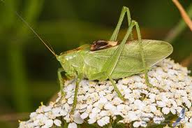 Attēlu rezultāti vaicājumam “Tettigonia cantans”