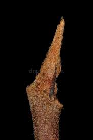 Attēlu rezultāti vaicājumam “Frangula alnus bud”