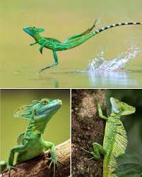 Image result for Basildon I.S.H.C.