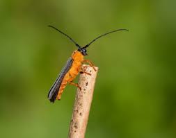 Attēlu rezultāti vaicājumam “Oberea oculata”