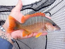 Image result for Lutjanus jocu