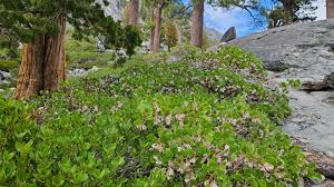 Attēlu rezultāti vaicājumam “Arctostaphylos uva-ursi”