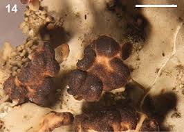 Attēlu rezultāti vaicājumam “Tremella ramalinae”