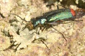 Attēlu rezultāti vaicājumam “Malachidae”